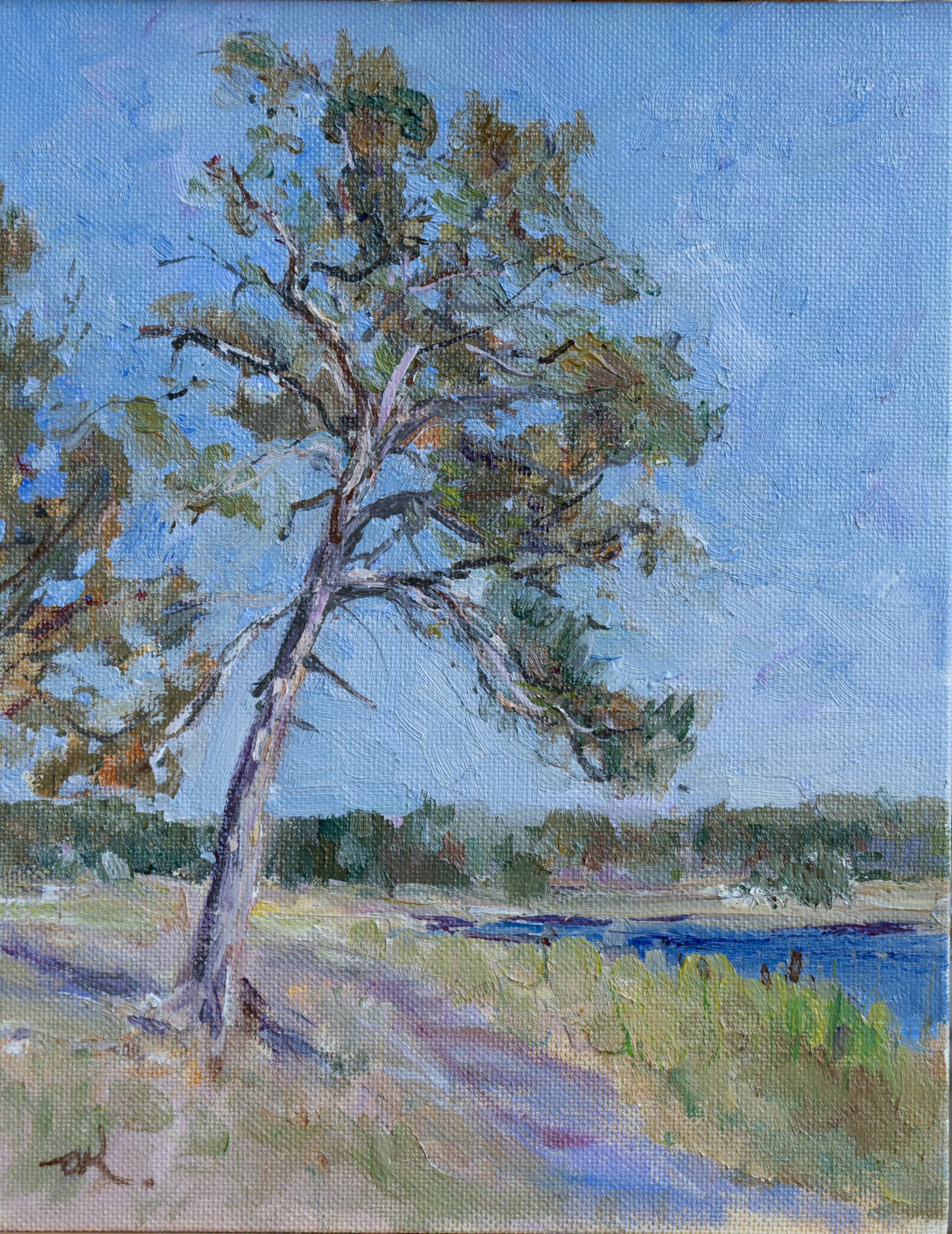 pine-tree-on-a-river-bank